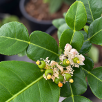 Kafrová limeta (Citrus hystrix) ‘COMBAVA FREE’ – výška 20-30 cm, kont. C2L